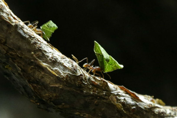 Fijian ants were first world farmers, new research shows