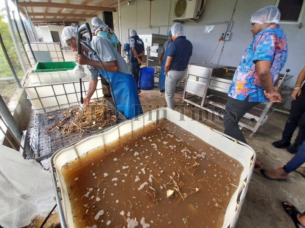 Potential Second Export Ban Due to Overseas Kava Adulteration