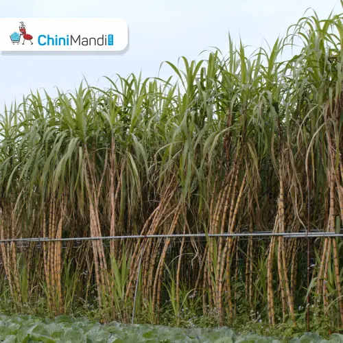 2023 Crop Season: Fiji Sugar Corporation Makes Third Cane Payment