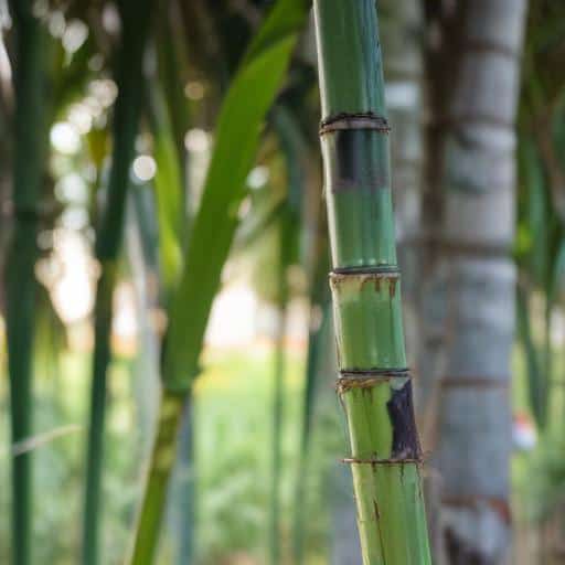 Calls for Sugar Minister’s Exit: Tensions Rise in Fiji’s Agricultural Sector