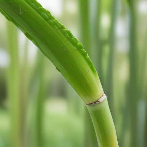 Empowering Sugarcane Farmers: A Legislative Shift on the Horizon