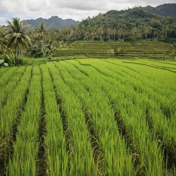 Fiji Aims to Stabilise Rice Output by Mobilising 2,500 Farmers Amid Five-Year Volatility