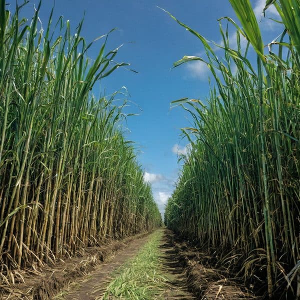 Fiji cane growers to receive $68.04 per tonne as Sugar Industry Tribunal approves third $10.91/t payment for 2025 season with April 20, 2026 payout