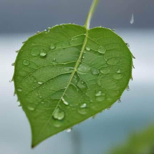 Fiji's Resilience Strategy: Building a Future Against Climate Change