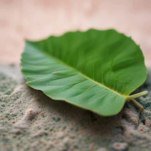 Pacific Climate Resilience Goes Local with Nature-Based Solutions