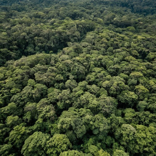 Illustrative image related to Palau Faces Environmental and Legal Scrutiny as U.S. Military Expansion Accelerates.