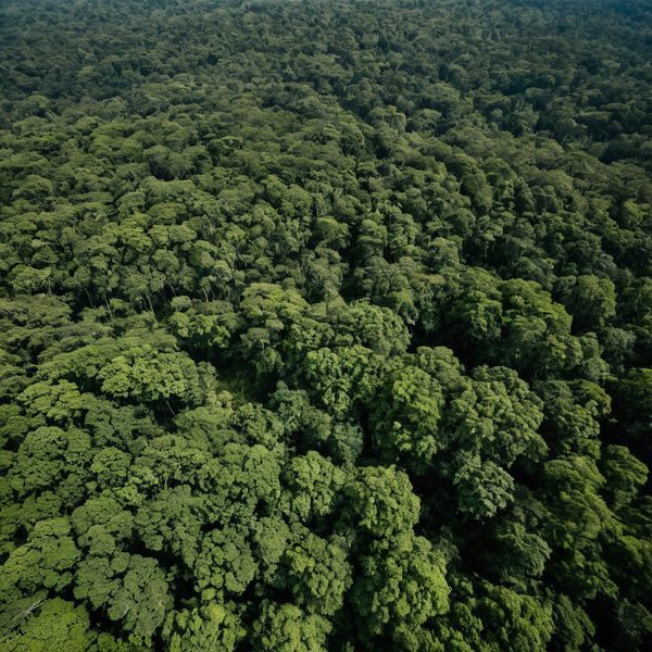 Illustrative image related to Palau Faces Scrutiny Over U.S. Military Expansion as Angaur Case Highlights Environmental and Sovereignty Safeguards Gaps.