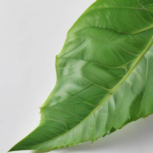 Youth Empowerment: Fiji's Bold Step Towards a Brighter Future